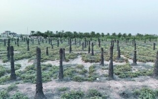 Возрождение культуры финиковых пальм в Басре