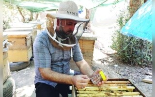 Терапия укусами пчел становится популярной в Мосуле